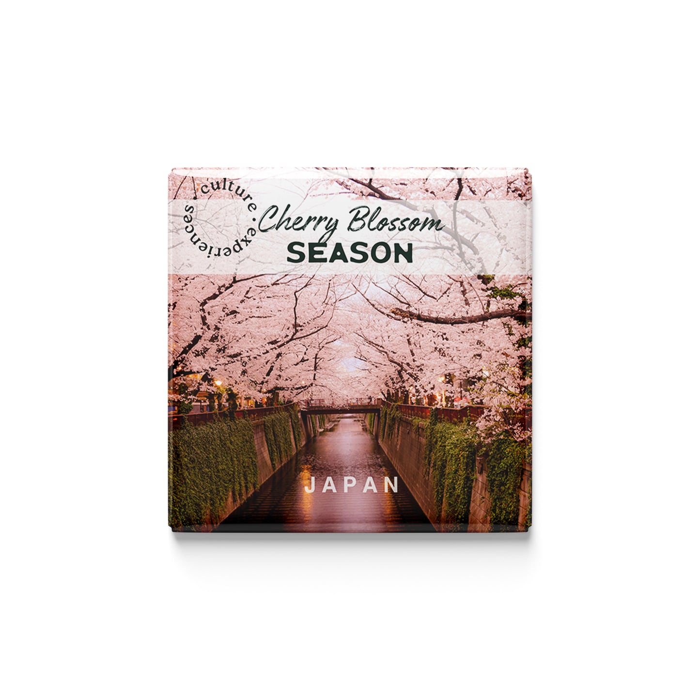 Cherry Blossom Season in Japan Magnet