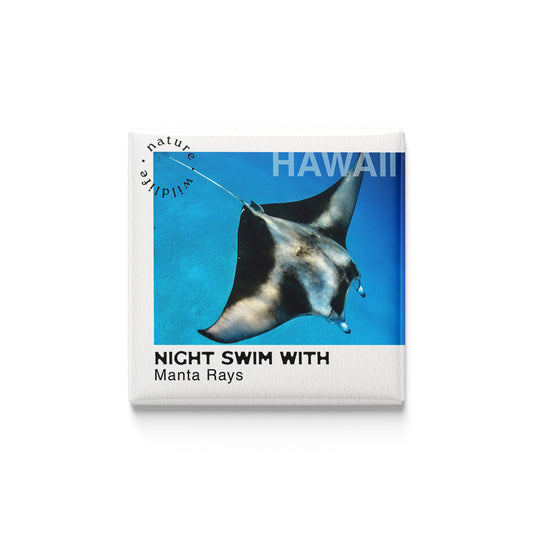Night Swim with Manta Rays Magnet