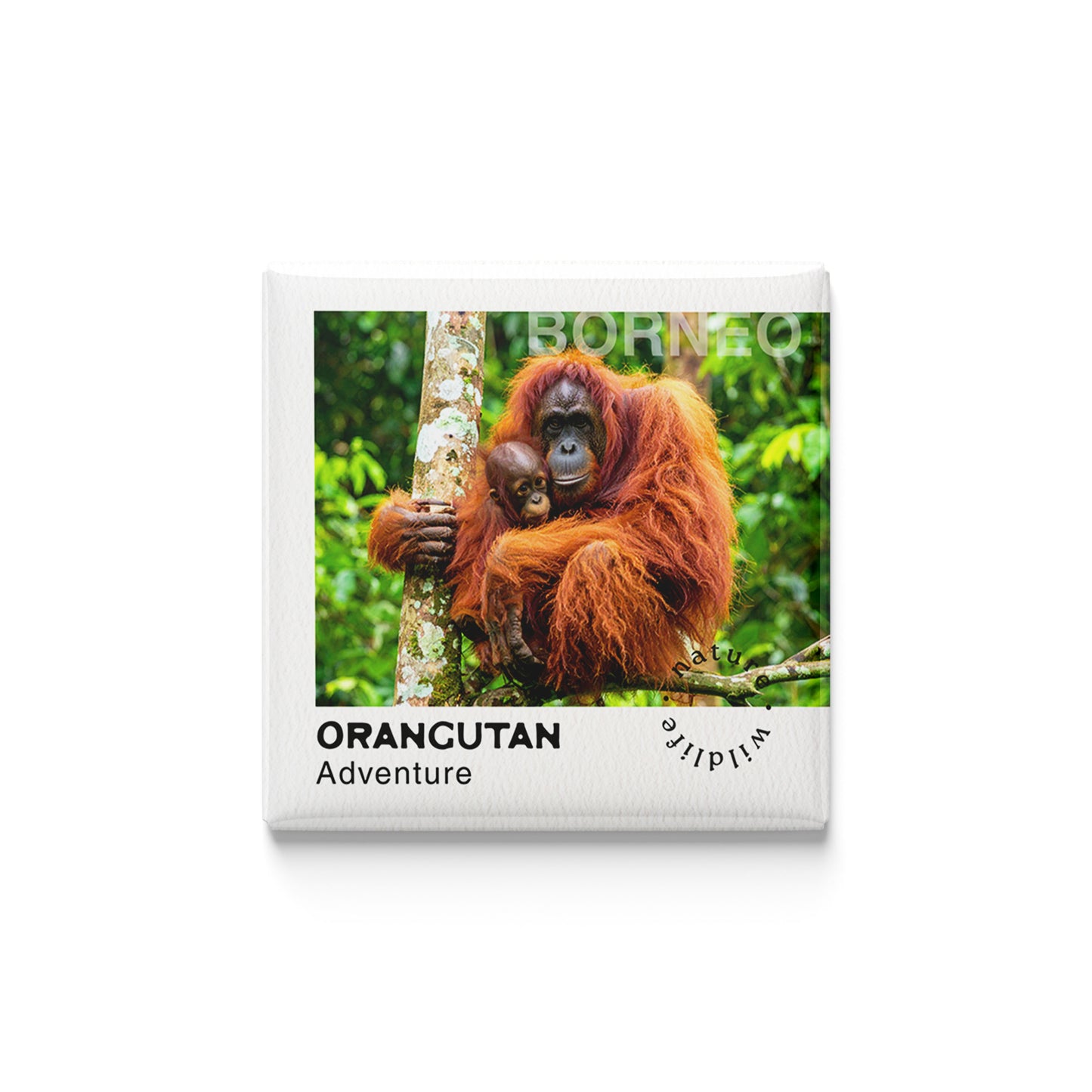 The Conservationist | Set of 16