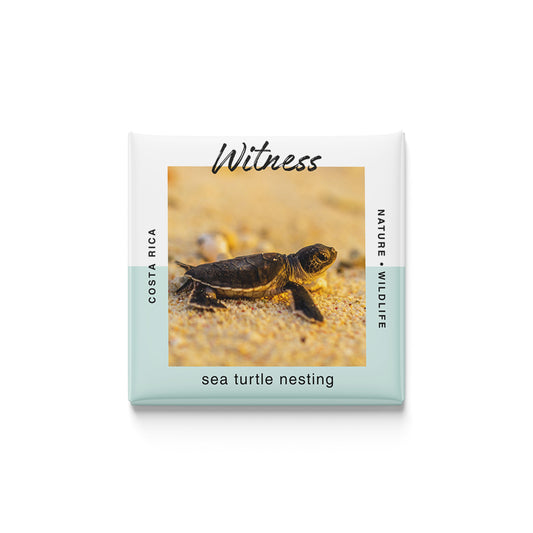 Sea Turtle Nesting in Costa Rica Magnet