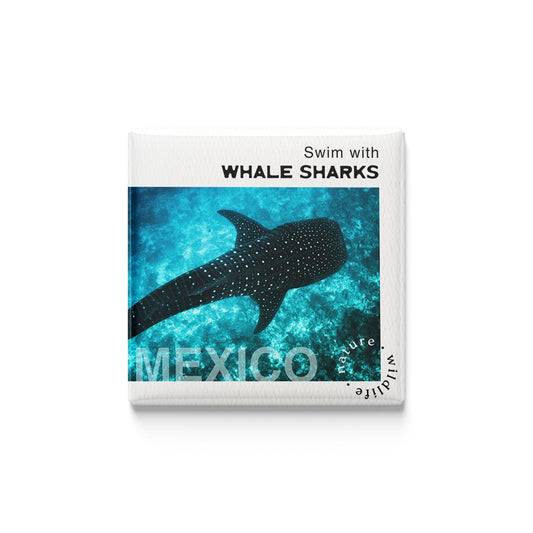 Swim with Whale Sharks Magnet